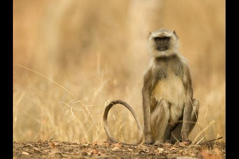 hanuman-langur-pench-national-park-india